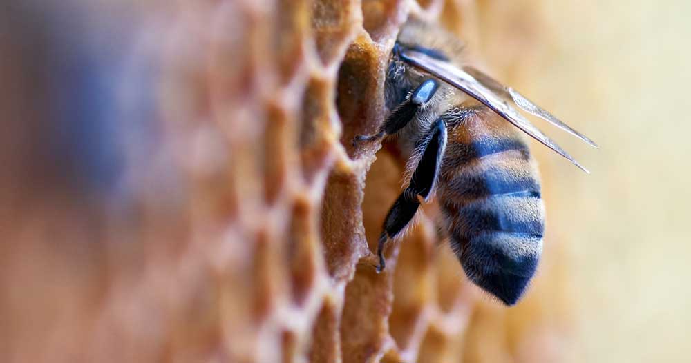 A bee entering a honeycomb cell